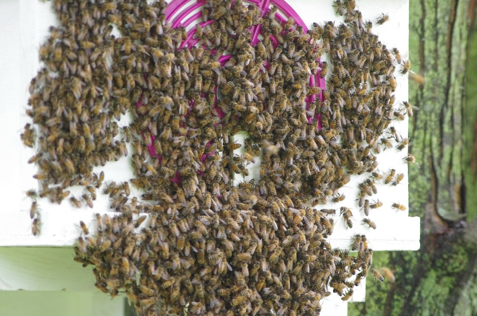 HONEYBEE SWARM TRAP LURE Cuisine reunionnaise