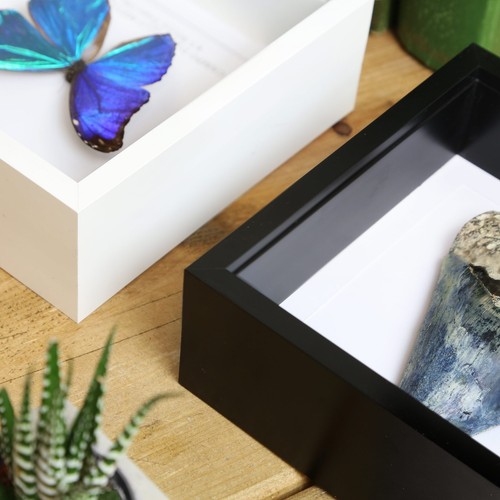Riesiger langarmiger Skarabäus Käfer Insektenkäfer Entomologie Taxidermie Box Rahmen - Bild 3 von 3