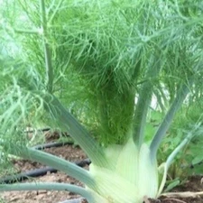 200+ FLORENCE FENNEL SEEDS (Foeniculum vulgare) Herbs Garden Seeds - USA
