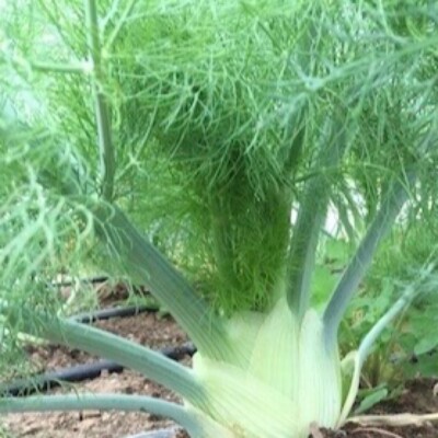 Florence Fennel Herb Seeds - Non-GMO Heirloom, Annual, Easy Grow, Outdoor, Spring/Summer Harvest