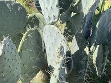 Opuntia Robusta