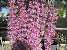 Dendrobium Adastra (aphyllum x anosmum) orchid 3 POTS OF 2 PLANTS — photo 1