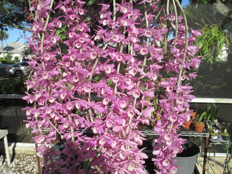 Dendrobium Adastra (aphyllum x anosmum) orchid 3 POTS OF 2 PLANTS