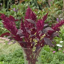 Amaranthus Velvet Curtains - 25 Seeds, Non-GMO
