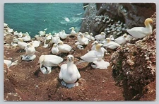Chrome Postcard Animals Birds Gannets at Bird Sanctuary