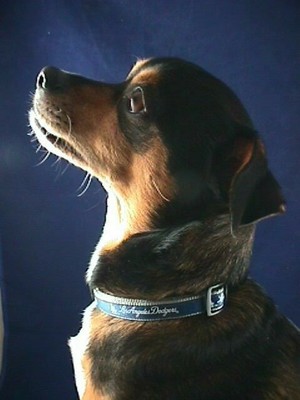 mlb pet gear