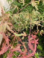 Japanese Maple Geisha Gone Wild