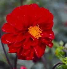 3 Large Dahlia Tubers Red With Yellow Cente Healthy w/Eyes Ready to Plant Spring