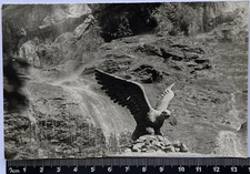 Stone Statue In The Shape Of An Eagle, Old Photo #4775