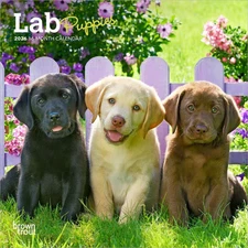 BrownTrout,  Lab Retriever Puppies 2026 Mini Wall Calendar, 7'' X 7'', 16-Month