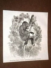Rarissima incisione del 1836 Orang Utan femmina, scimmia nello Zoo di Londra