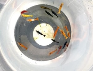 Pack of 10!!! Freshwater Neocaridina Aquarium 100% Live Guarantee, GREAT SIZE! 