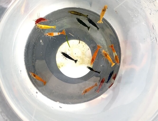 Pack of 10!!! Freshwater Neocaridina Aquarium 100% Live Guarantee, GREAT SIZE! 