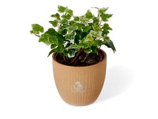 English Ivy Hedera Helix Evergreen Climber House Garden Plant in Pot