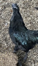 Ayam Cemani Chicken 6 Fertile Hatching Eggs