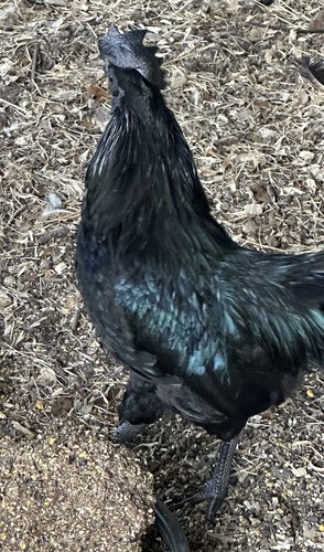 Ayam Cemani Chicken 6 Fertile