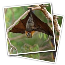 2x Vinyl Stickers Grey Headed Flying Fox Bat #51100