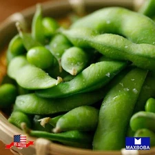 Soybean Fresh Seeds - Midori Giant (Eda Mame) Non-GMO Heirloom Garden