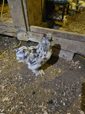 Silkie hatching eggs 6+ 