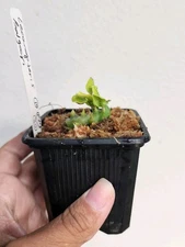 Lecanopteris Balgooyi Rooted