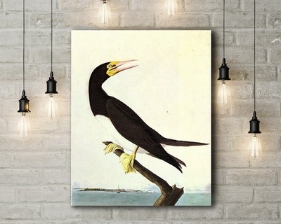 John James Audubon: Brown Booby. Birds of America. Fine Art Leinwand