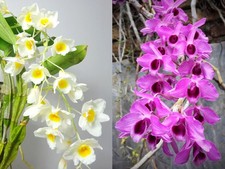 1 Dendrobium farmeri  1 Dendrobium nestor, Fragrant Orchid Plant, Orchid Specie