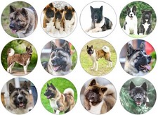 24 American Akita Dog - Cake Toppers - Not PRECUT