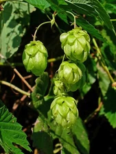 Hops Seeds - Humulus lupulus - Common Hops - Multiple Quantities