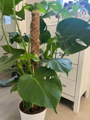 Monstera Deliciosa 80cm with Moss Stick
