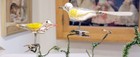 Two yellow-winged Songbirds, on Clips, Spun Glass Tails.  1960s W. German  Orns. — photo 7