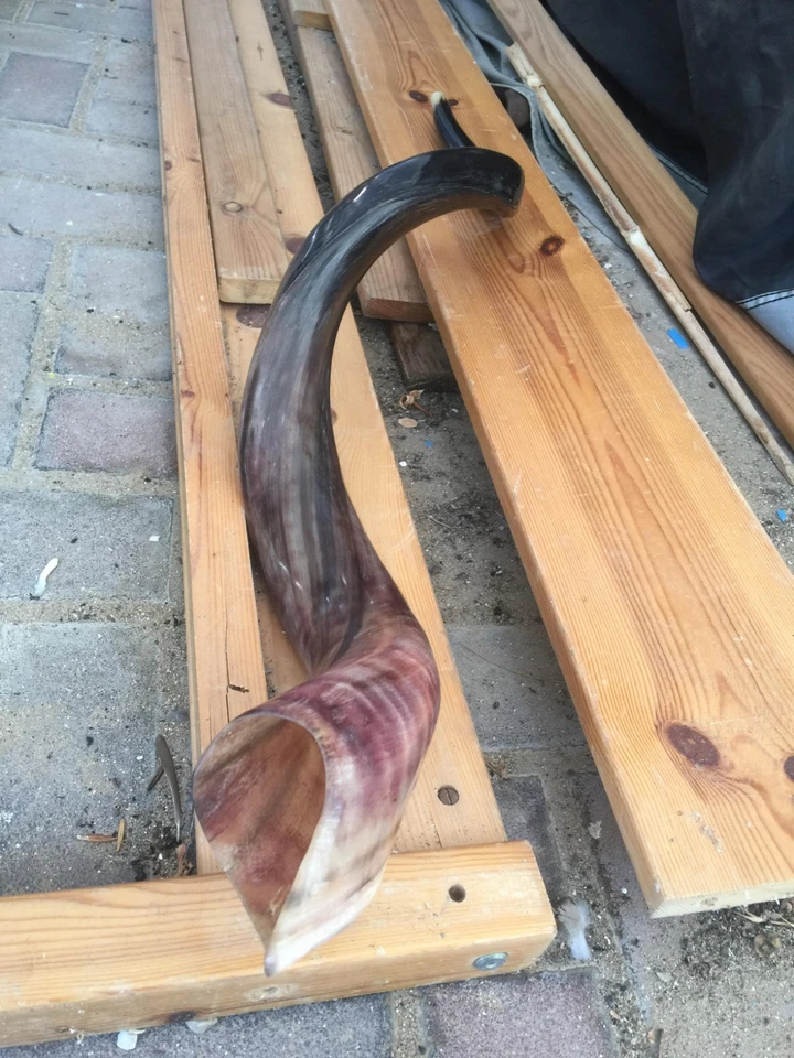 40" Large Jewish Shofar Full Polished Yemenite Kudu Horn Synagogue Israel Temple - Image 4 of 4