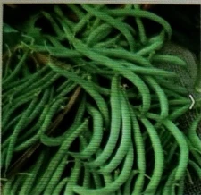 Tendergreen Green Bean Seeds Bush 50 + Non GMO