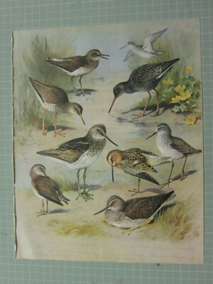 Schöner Thornburn Vogel Druck Grüner Sandpiper Greenshank Rotschenkel Sumpf