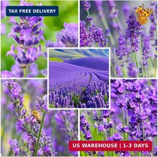 6000Pcs Lavender Seeds English Lavender - Perennial Herb, Non-GMO Heirloom See