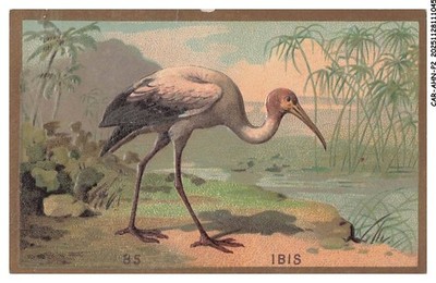 CAR-AHNP2-0058-CHROMOS - IBIS