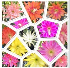 5 Assorted Mystery Unknown Colors Epiphyllum Cuttings Orchid Cactus Succulents