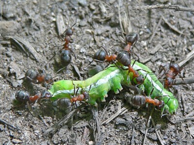 Photo 6x4 Wood Ants - formica rufa Butts/SX8089 These ants are large, ag c2009