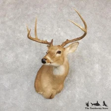 #20263 E | Whitetail Deer Taxidermy Shoulder Mount For Sale
