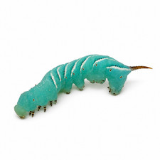 Live Hornworms Reptile Feeder Insects NutriCricket