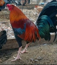 9 Chicken hatching eggs