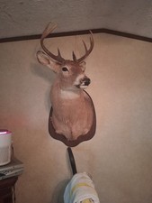 Eight Point Buck Shoulder Mount Gorgeous Old Deer Stout Neck Great Condition
