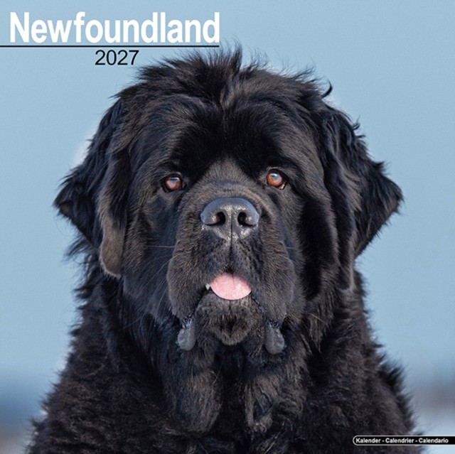 Newfoundland Wall by AVONSIDE PUBLISHING (Calendar)
