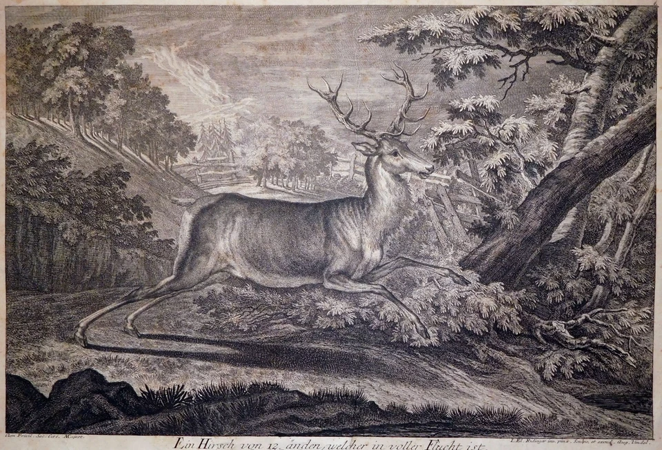 Radierung,  Zwölfender, J.E. Ridinger, 1736,  Thienemann 201, B.H. Brockes - Bild 3 von 4