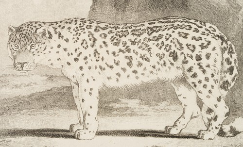 BAQUOY (*1721) nach SÈVE (*1742), Ansicht eines Schneeleoparden, um 1770, KSt. - Bild 4 von 5
