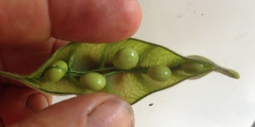 100 x Pigeon Pea Organic seeds Cajanus Cajan Dal Lentil - Picture 4 of 7