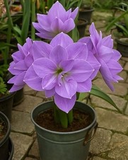 Double Imported Amaryllis Flower Bulbs for Home and Kitchen Gardening, Pack of 4