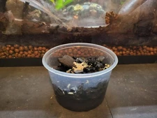 16 oz Springtails (Collembola) (Bioactive, Isopods, Clean Up Crew, Microfauna)