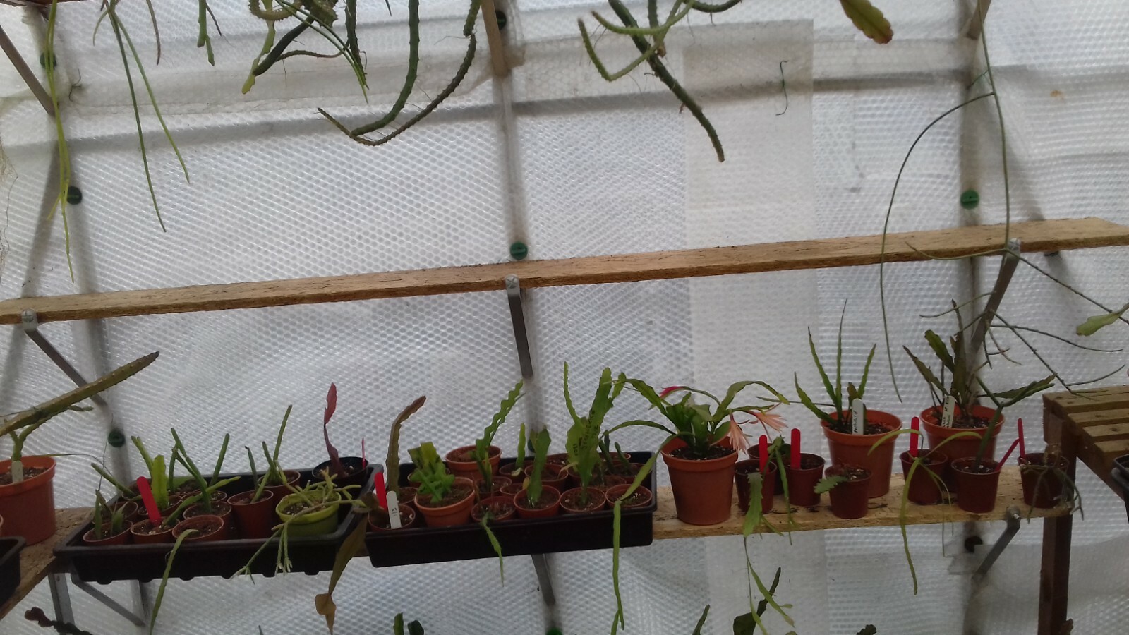 6" Aluminium Greenhouse Shelf Brackets (Pair) complete with bolts eBay