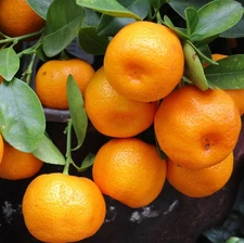 Citrus reticulata CLEMENTINE X CHANGSHA MANDARIN ORANGE - COLD HARDY Tree SEEDS!