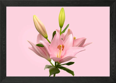 Pink Lily Flower Blossom Framed Wall Art Poster Canvas Print Picture